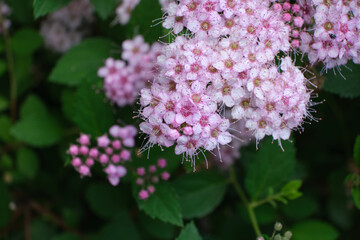 Gypsophilla flowers