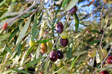 Olives on tree branch in olive grove of Attica, Greece.