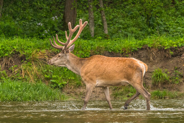 Naklejka na ściany i meble Red Deer stag in the river. Bieszczady. Carpathians. Poland.