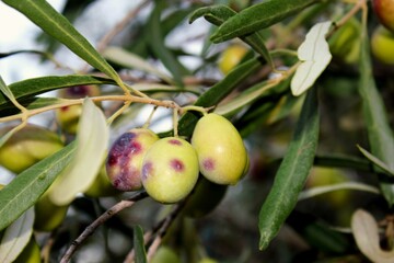 Olives on tree branch in olive grove of Attica, Greece.