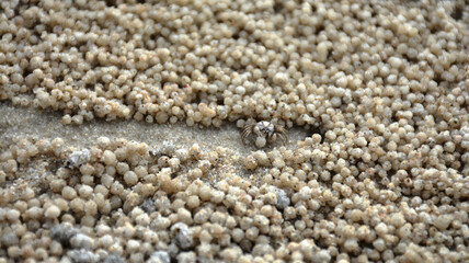 Small crab on the beach filtering sand.