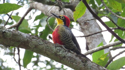woodpecker with yellow forehead