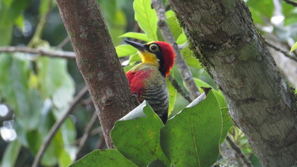 The Benedict woodpecker on top of the tree in the middle of the forest