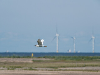 A Little Egret (Egretta garzetta) flying past the off shore wind turbines at the RSPB Point Of Ayr hide in Talacre, North Wales.