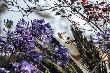 A hummingbird feeding on summer flowers in the garden. flying from flower to flower drinking the nectar with their long tongue. - 364564484