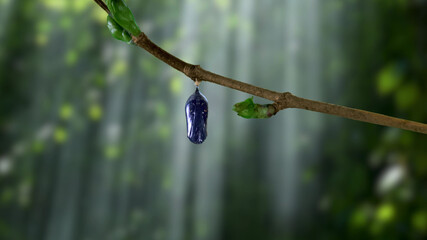 A butterfly pupa hanging from a tree branch