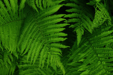 background of green fern