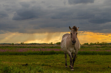 Sonnenuntergang auf dem Feld