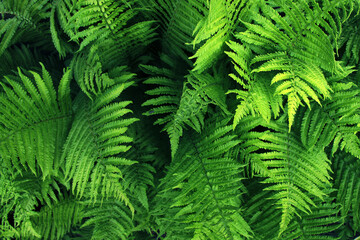 background of green fern