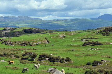 Rural north Wales.  Rolling hills and distant mountains on a summers day, near the seaside resort of Criccieth.  Green fields grazed by sheep.  Clouds over the hills - copy space.