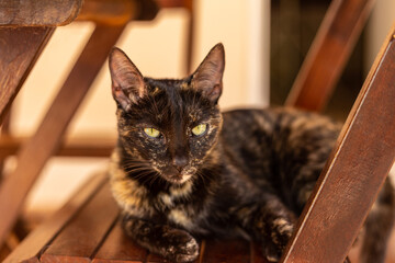 Gata carey deitada na cadeira. Gata casco de tartaruga. Escaminha.