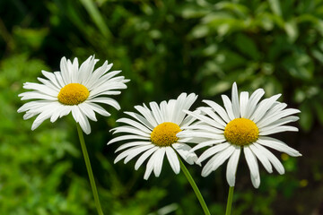 Obraz premium three daisies on a background of green gra