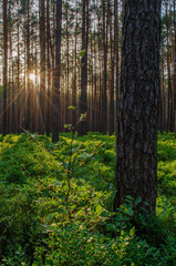 Sonnenuntergang im Wald