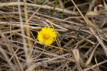 Yellow medicinal flower coltsfoot blooming in early spring. Tussilago farfara. Selective focus