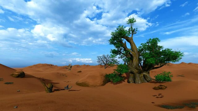ingle Baobab tree in African desert