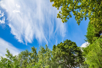 Picturesque textured clouds in the sky and branches of green trees at the daytime