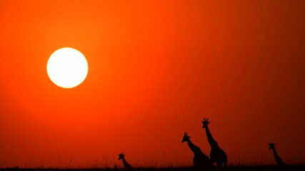 A family of giraffes against the backdrop of an African sunset