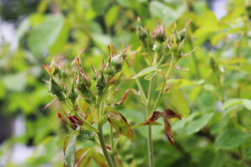 red rose buds in the country