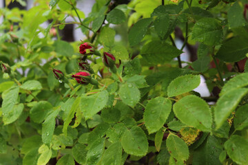 red rose buds in the country