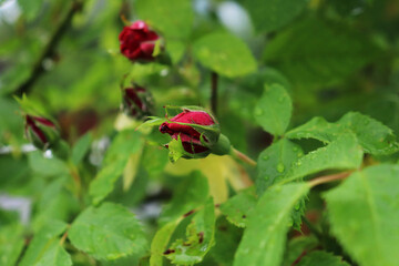 red rose buds in the country