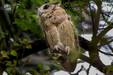 indian scops owl or Otus bakkamoena portrait perched on branch in a natural setting at keoladeo national park or bharatpur bird sanctuary rajasthan india