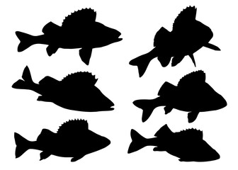 Fish perch in the set. Vector image.