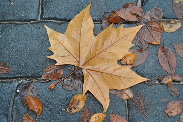 autumn maple leaves