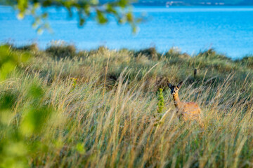 Reh steht im hohen Grass 