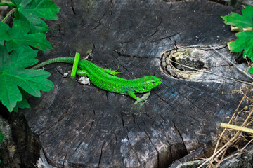Green lizard on a gray stump in the forest.