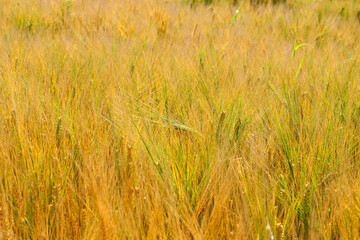 Young unripe barley in a field in good sunny weather. Long mustache ears of barley. Blue sky, big white balloons clouds. The concept of a good harvest, agricultural industry.