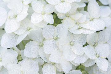white summer flowers