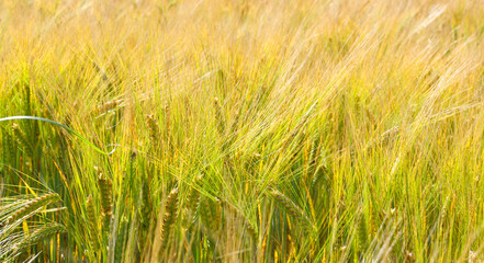 Young unripe barley in a field in good sunny weather. Long mustache ears of barley. Blue sky, big white balloons clouds. The concept of a good harvest, agricultural industry.