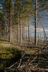 Fototapeta premium Northern nature, pine forest