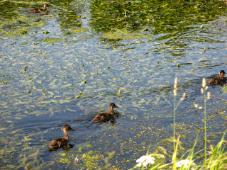 wild ducks swim in a summer pond  