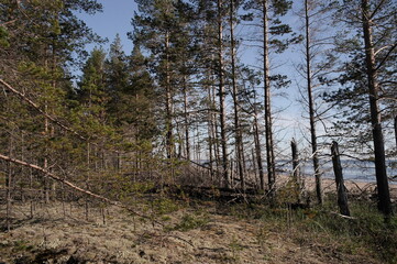 Northern nature, pine forest