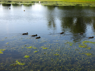 wild ducks swim in a summer pond  