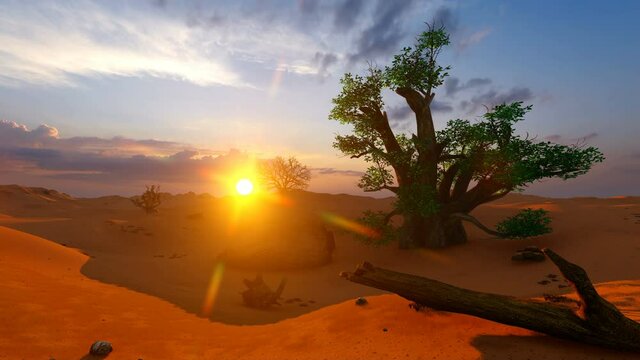 During late twilight in the Baobab trees