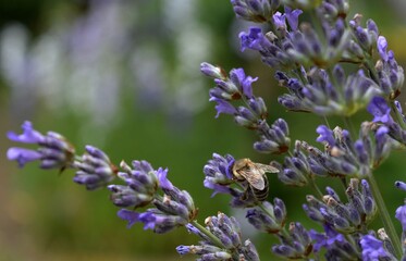 a bee on a purple lavender flower