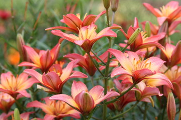 close up color lily flower in the garden background