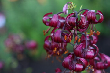 Obraz premium close up color lily flower in the garden background