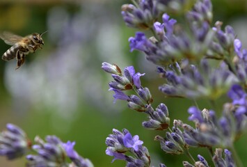 a bee on a purple lavender flower