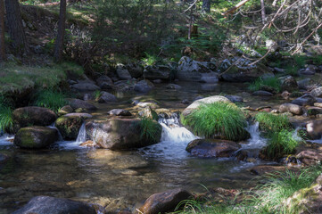 rzeka kamienie las zieleń woda 