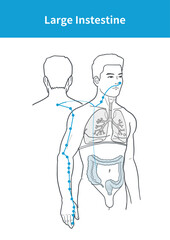 large intestine meridian illustration