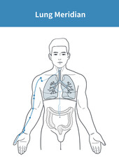 lung meridian illustration