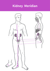 kidney meridian illustration