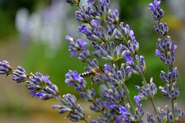 a bee on a purple lavender flower