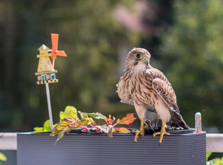 Falcon tinnunculus young in the city. Feeding_.