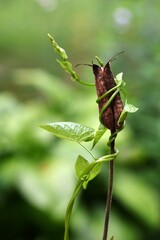 a green creeper wrapped around a dry plant