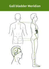 gall bladder meridian illustration