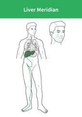 lver meridian illustration